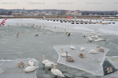 Sopot, molo. Zatoka Gdanska zamarzla ponad 1 km od...