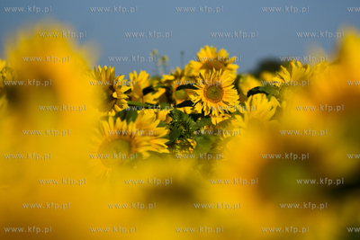 Sloneczniki z Ogrodzienca. 24.07.2012 fot. Pawel Marcinko...