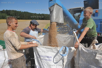 Zniwa pszenzyta na polach w Sulminie na Kaszubach....