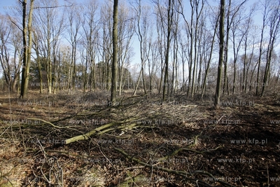 Wycinka drzew na terenie bylego Wojskowego Osrodka...