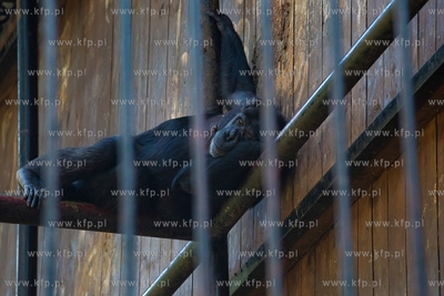 Gdańsk. Zoo w Oliwie. Upał w Zoo. Nz. Szympans 02.08.2018....