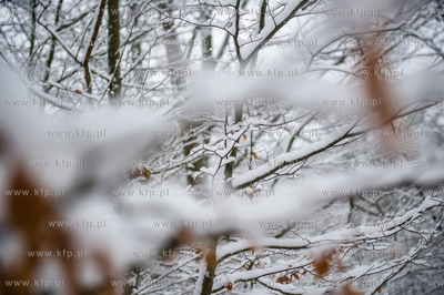 Sniezny zimowy dzien nad jeziorem Otominskim.
21.01.2016
fot....