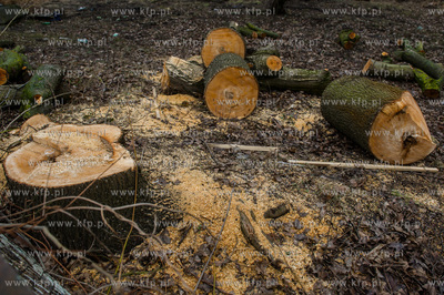 Gdańsk. Wycięte drzewa na jednej z działek przy...