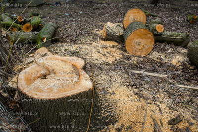 Gdańsk. Wycięte drzewa na jednej z działek przy...