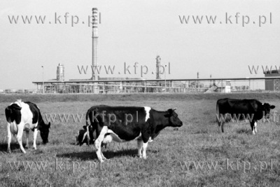 Pasace sie krowy nieopodal Rafinerii Gdanskiej
28.05.1981
4maj81_z.kosycarz_p40
Fot....