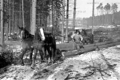 Wycinka drzew w lesnictwie Rekowo kolo Koszalina. 
04.02.1976
2luty_z.kosycarz_p15
Fot....