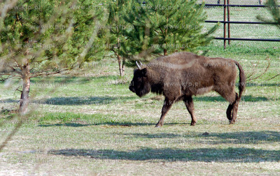 Slupsk  W Dolinie Charlotty pod Slupskiem powstaje...