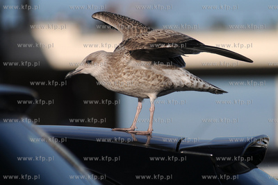 Mewa srebrzysta - gatunek duzego ptaka wodnego z rodziny...