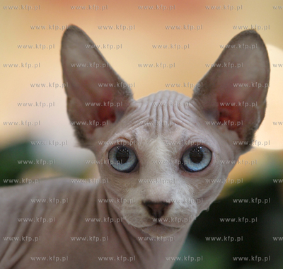 Gdansk. Galeria Baltycka. Obchody swiatowego dnia kota....