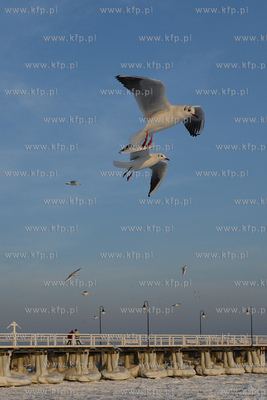 Gdynia Orlowo w zimowej szacie. Stado  mew przy orlowskim...