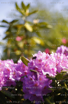 Klonowo Gorne na Kaszubach. Kwiaty rododendronu.
31.05.2009
fot....