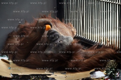 Gdanskie Zoo. 40 urodziny orangutanow Rai i Alberta.
26.03.2013
fot....