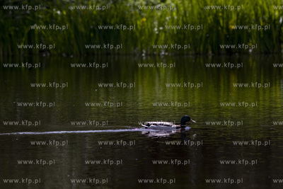 Kaczka krzyżówka w Parku Reagana w Gdańsku.
26.05.2015
fot....
