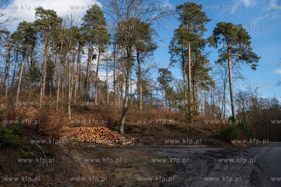 Trójmiejski Park Krajobrazowy. Lasy Oliwskie. Nz....