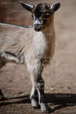 Gdansk. Oliwskie zoo.
Nz Koza Karlowata
14.05.2013
fot....