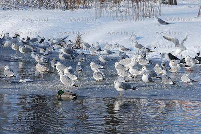 Zima w Rumi. Nz. Kolonia mew na stawie w Parku Starowiejskim
27.01.2007
Fot....