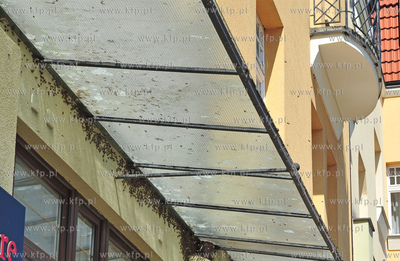 Sopot. Rog ulic Monte Cassino i Haffnera. Roj pszczol...