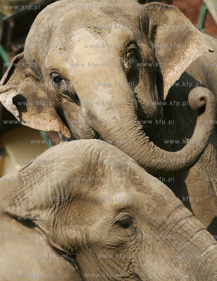Oliwskie zoo. Slonie Mongu i Vicky (Wiki).
05.05.2006
fot....
