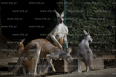 Gdańsk. Zoo. Nz. kongury.
28.07.2015
fot. Krzysztof...