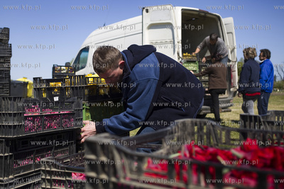 Mokry Dwór koło Pruszcza Gd.  Przygotowania do Żuławskiego...