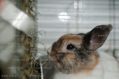 Sopockie Uszakowo - Centrum Adopcyjne Krolikow.
29.03.2013
fot....