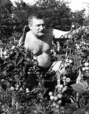 Lech Walesa podczas urlopu odpoczywa w swoim ogrodzie....