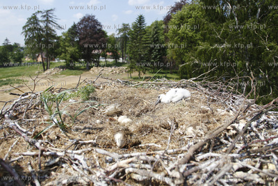 Bakowo. Obraczkowanie bocianow bialych. Akcja odbywa...