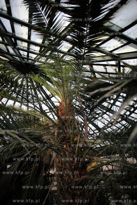 Palmiarnia w Parku Oliwskim. 04.01.2013 fot. Krzysztof...