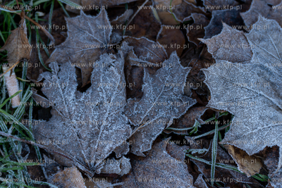 Oszronione liście. 22.11.2025 fot. Paweł Marcinko...