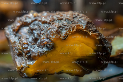 AmberExpo. Amberif Spring 2026 - targi biżuterii i...