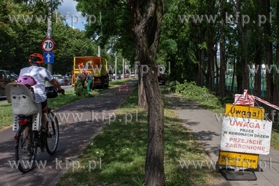 Gdańsk, Al. Zwycięstwa. Sanitarna wycinka drzew....