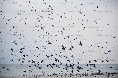 Gdynia. Jesienna, deszczowa pogoda na plazy miejskiej...