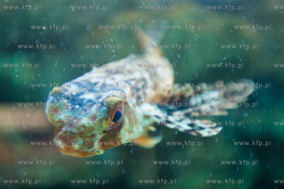 Akwarium Gdynskie Morskiego Instytutu Rybackiego -...