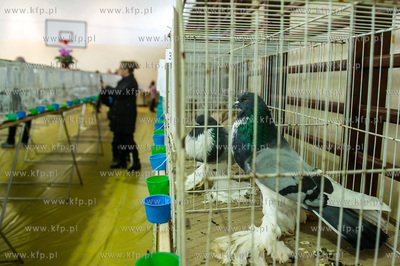 Zespol Szkol Rolniczych w Rusocinie. Wystawa Golebi...