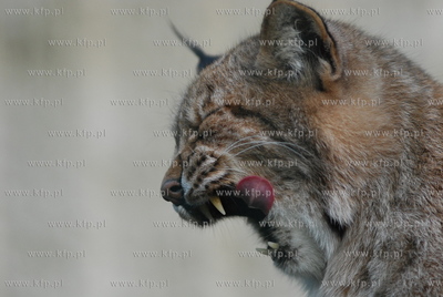 ZOO w Gdansku. n/z ziewajacy rys  07.12.2006 fot. Wojciech...