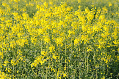 Kwitnacy rzepak w okolicy Przejazdowa k/Gdanska
04.04.2008
Fot....