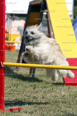 Sopocka Wystawa Psow Rasowych. W trakcie wystawy odbywaly...