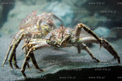 Gdynskie Akwarium wzbogacilo sie o KRABY KAMCZACKIE....