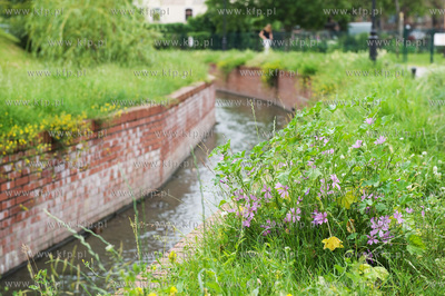 Gdansk Wrzeszcz, Park nad Strzyza.
02.07.2009
fot....