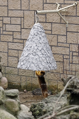 Gdansk. Oliwskie zoo. Nz surykatki.
14.04.2013
fot....