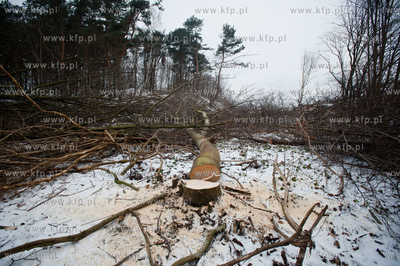 Gdansk. Oliwa. Wycinka drzew pod budowe Pomorskiej...