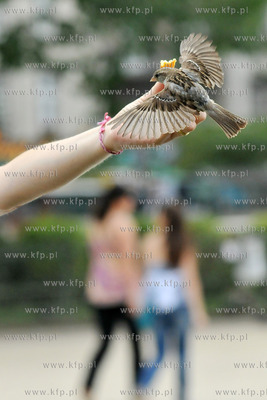 Turysci karmia magdalenkami z reki ptaki na Placu Jana...