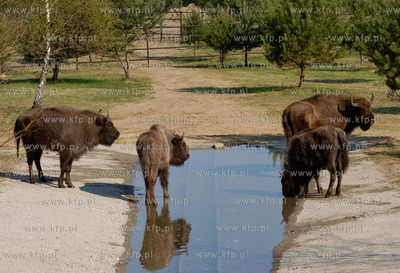 Slupsk  W Dolinie Charlotty pod Slupskiem powstaje...
