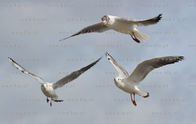 Gdynia - Bulwar Nadmorski im. Feliksa Nowowiejskiego....