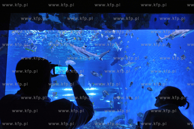 Otwarcie Aquaparku Reda w Redzie. Atrakcją jest akwarium,...