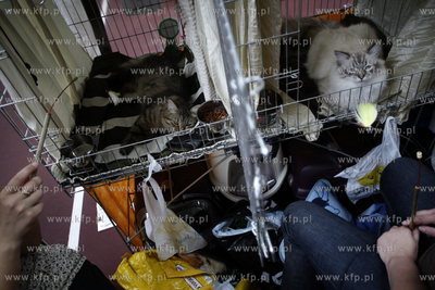 Sopot. Miedzynarodowa wystawa kotow.
08.08.2010
fot....