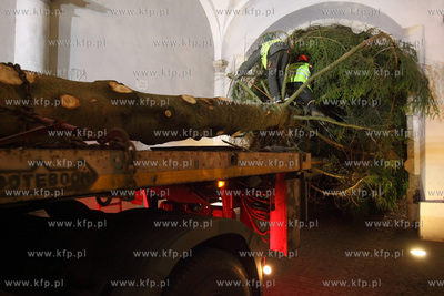 Gdanska Bozonarodzeniowa choinka wjezdza na Dlugi Targ.
28.11.2014
fot....