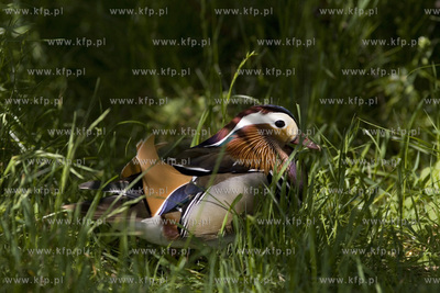 Mandarynka w Parku Reagana w Gdańsku.
26.05.2015
fot....