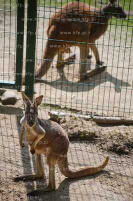 Gdansk. Oliwskie zoo.
Nz kangurzyca Tosia, ktora opiekowala...