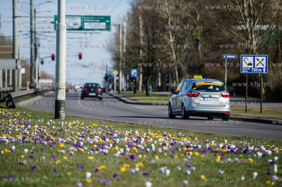 Gdynia. Chylonia. Kolorowe krokusy, ktore zakwitly...